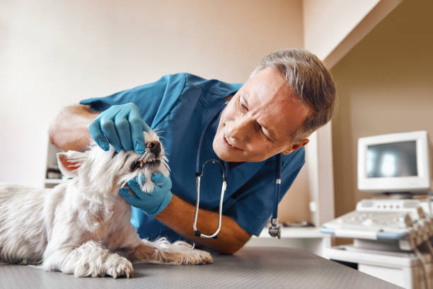 Best Emergency Gum Treatment in Ionia, MI